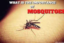 Importance of mosquitoes in nature