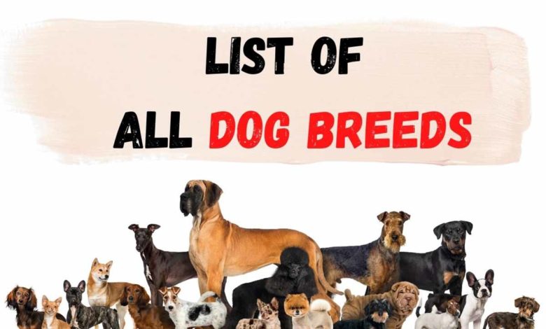 Dog Breed Information | List of All Dog Breeds - Remember Animals