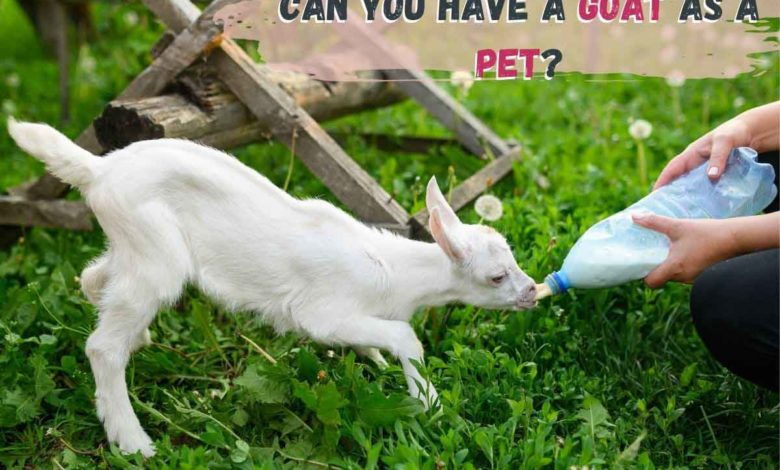 having a goat as a pet