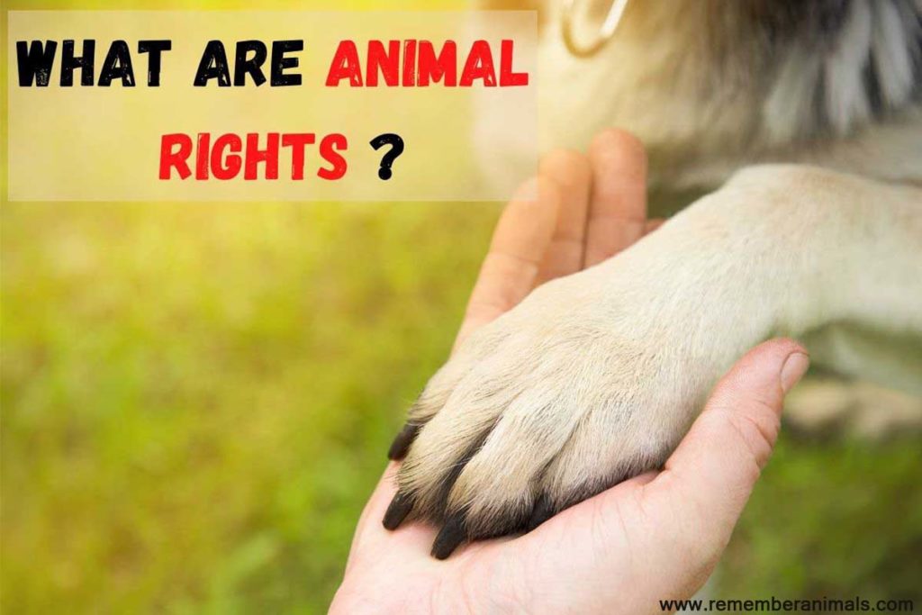 animal rights meaning