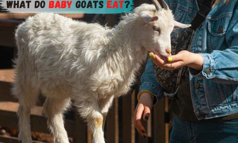 baby goat diet