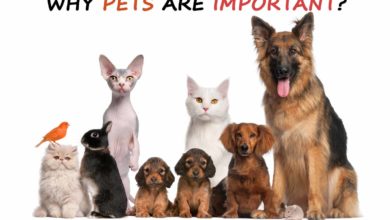 the importance of having a pet
