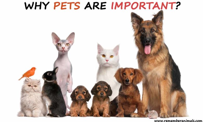 the importance of having a pet