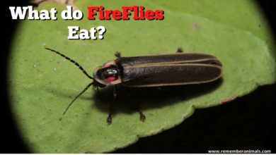 What Do FireFlies Eat?