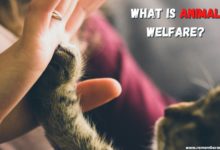 what is animal welfare