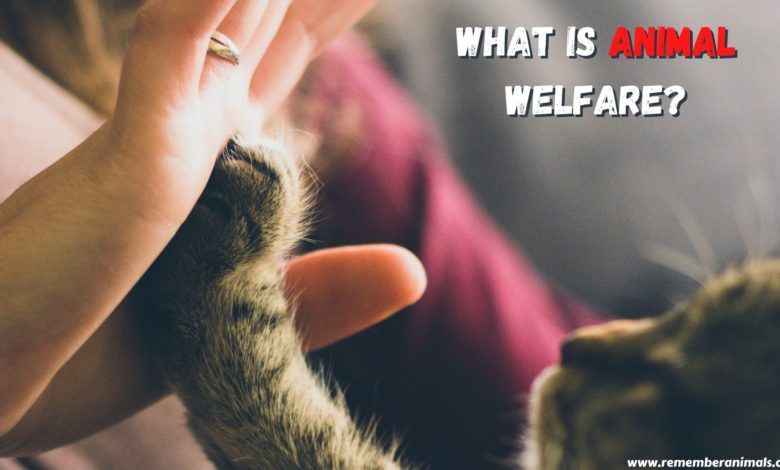 what is animal welfare
