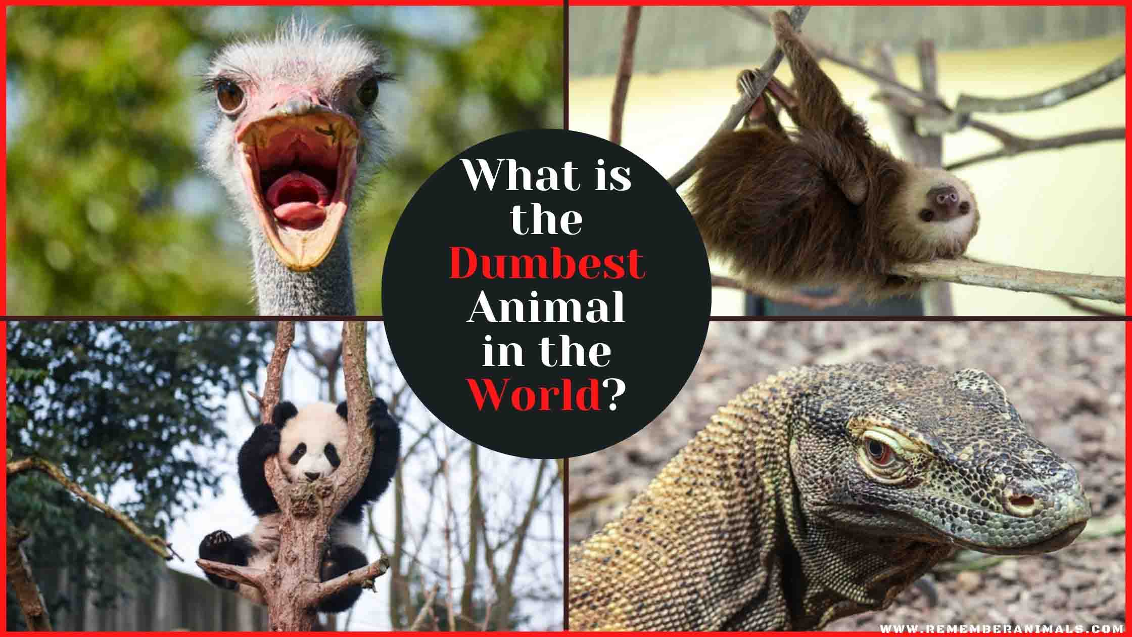 what-is-the-dumbest-animal-in-the-world-remember-animals