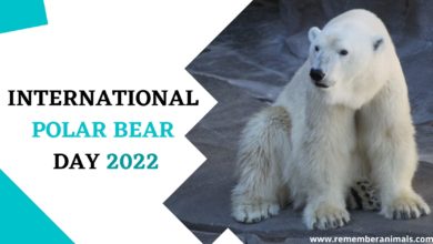 International Polar Bear Day 2022