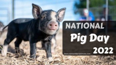 National Pig Day 2022