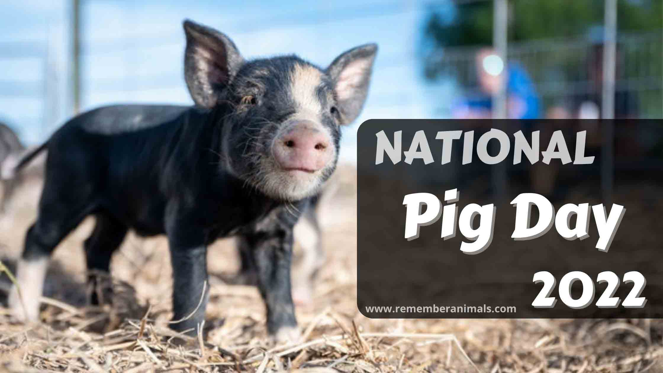 National Pig Day 2022 History and Importance Remember Animals