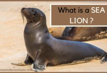 What is a sea lion