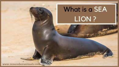 What is a sea lion