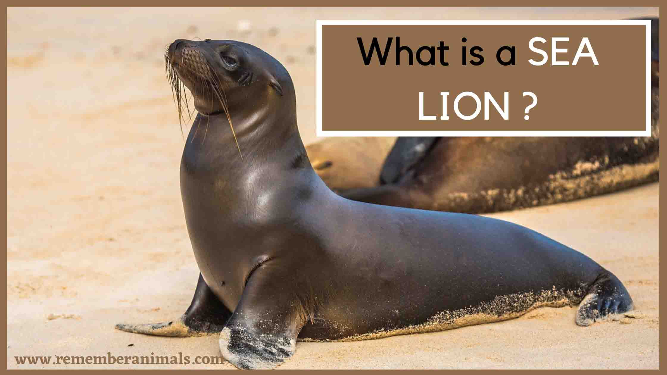 WHAT IS A SEA LION? - Remember Animals
