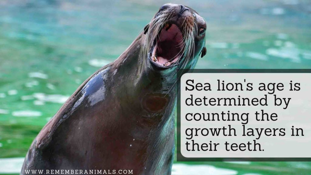 what is a sea lion?