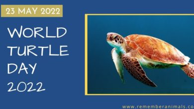 world turtle day 2022