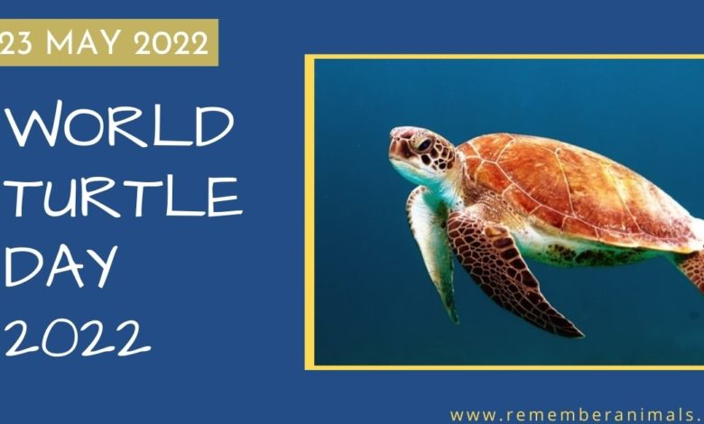 world turtle day 2022