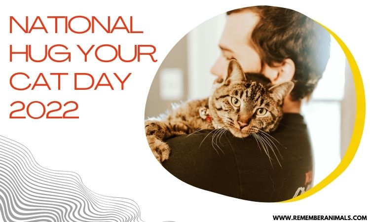 National Hug your Cat Day 2022