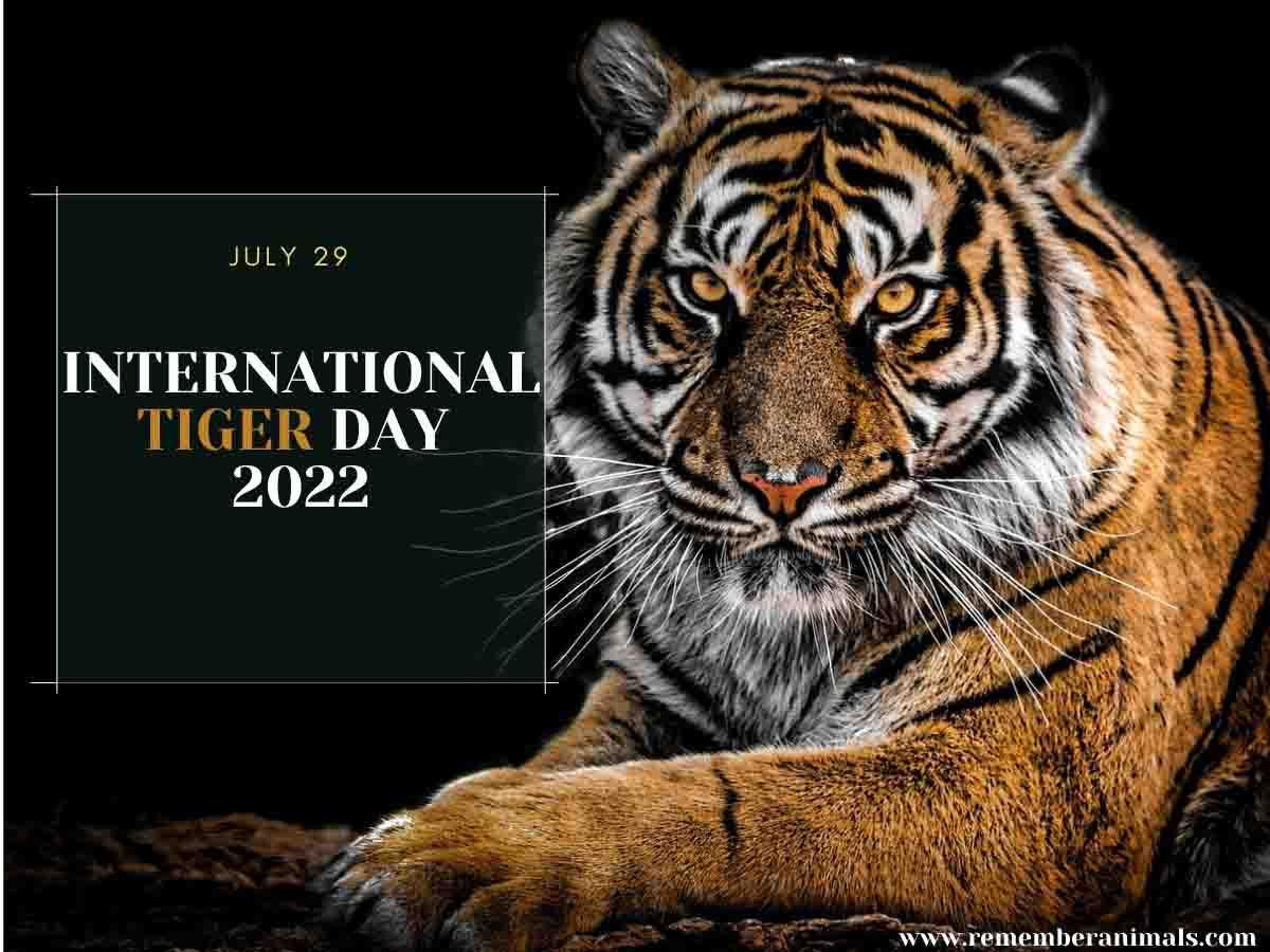 International Tiger Day 2022 History, Significance and Celebration
