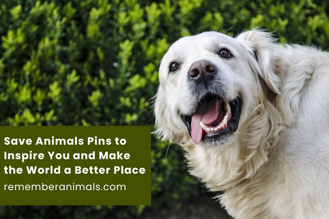 Save Animals Pins to Inspire You - Remember Animals