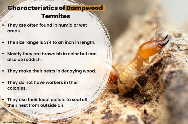 Characteristics-Dampwood-of-Termite