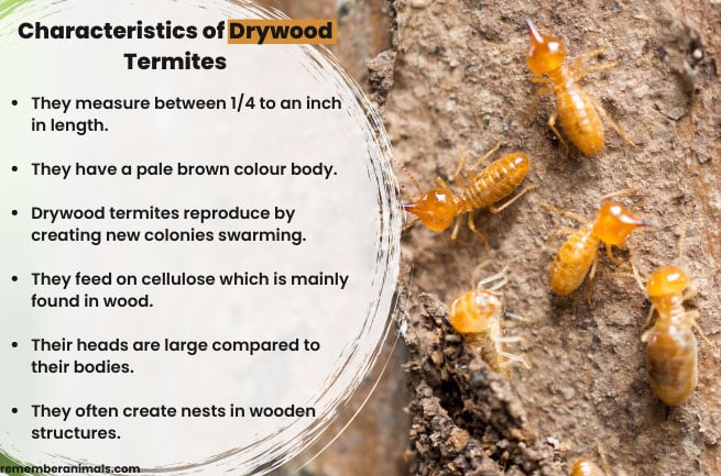 Characteristics-Drywood-of-Termite