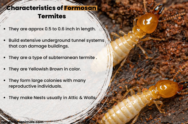 Characteristics-of-Formosan-Termite