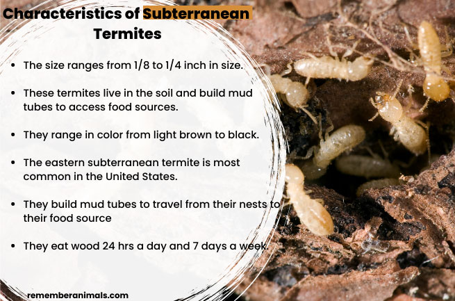 Characteristics-of-Subterranean-Termites