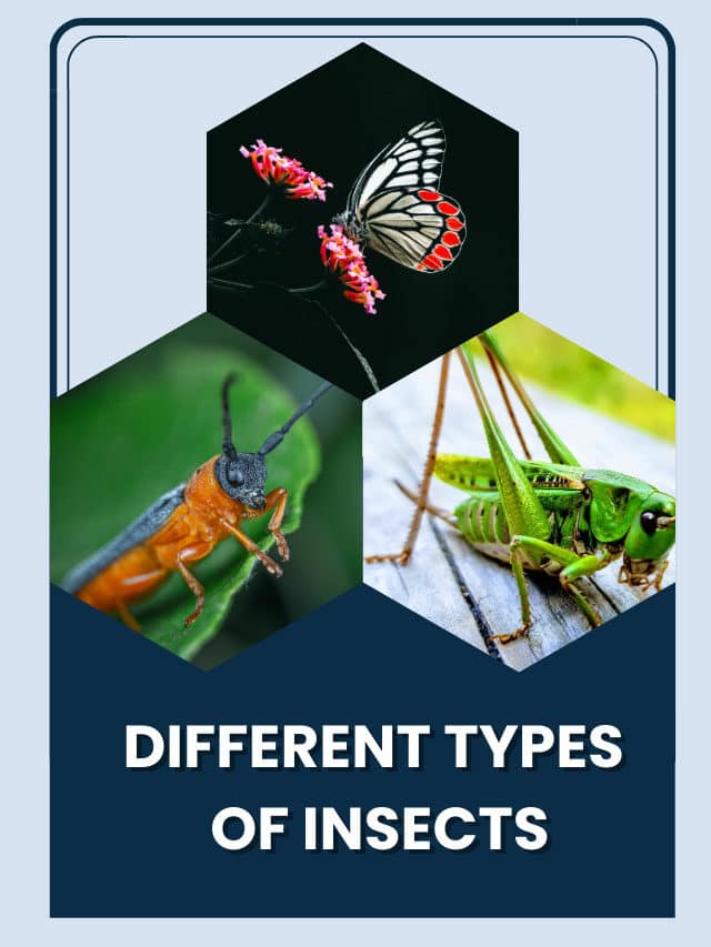 What are the different types of Insects?