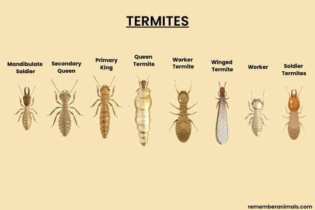 Termites