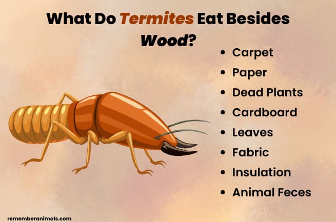 what do termites eat