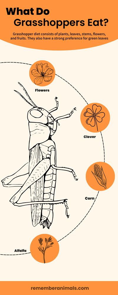 What Do Grasshoppers Eat?