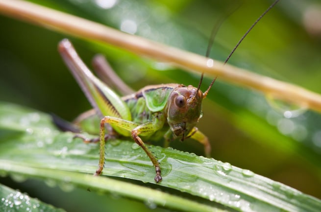 Grasshopper drinking water