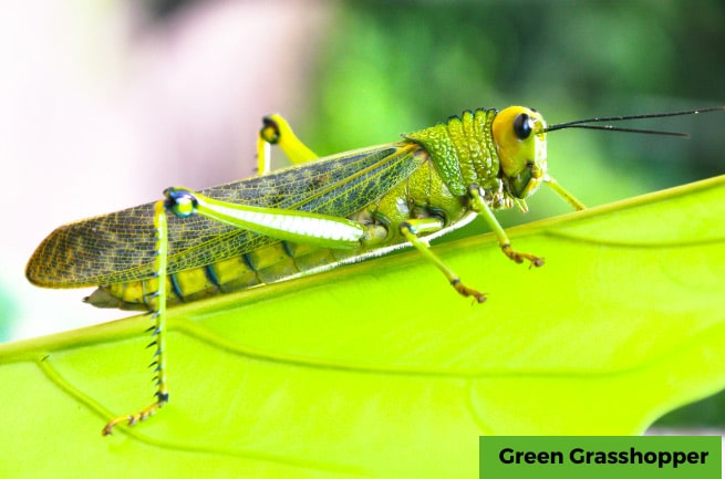 What do Grasshopper eat and drink