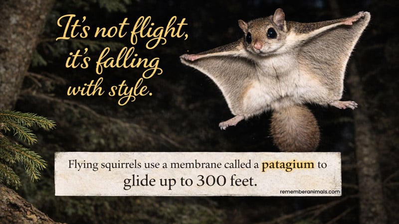 A Southern Flying Squirrel gliding through the air at night with its limbs spread wide.